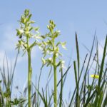 Botany Blitz - Rempstone Estate - Dorset Flora Group