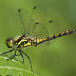 Purbeck Heaths NNR - Valley Mire Survey for Dragonflies