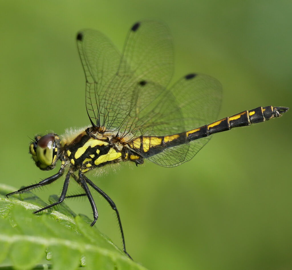Purbeck Heaths NNR - Valley Mire Survey for Dragonflies