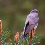 Lecture on brood parasitism in Cuckoos and other birds