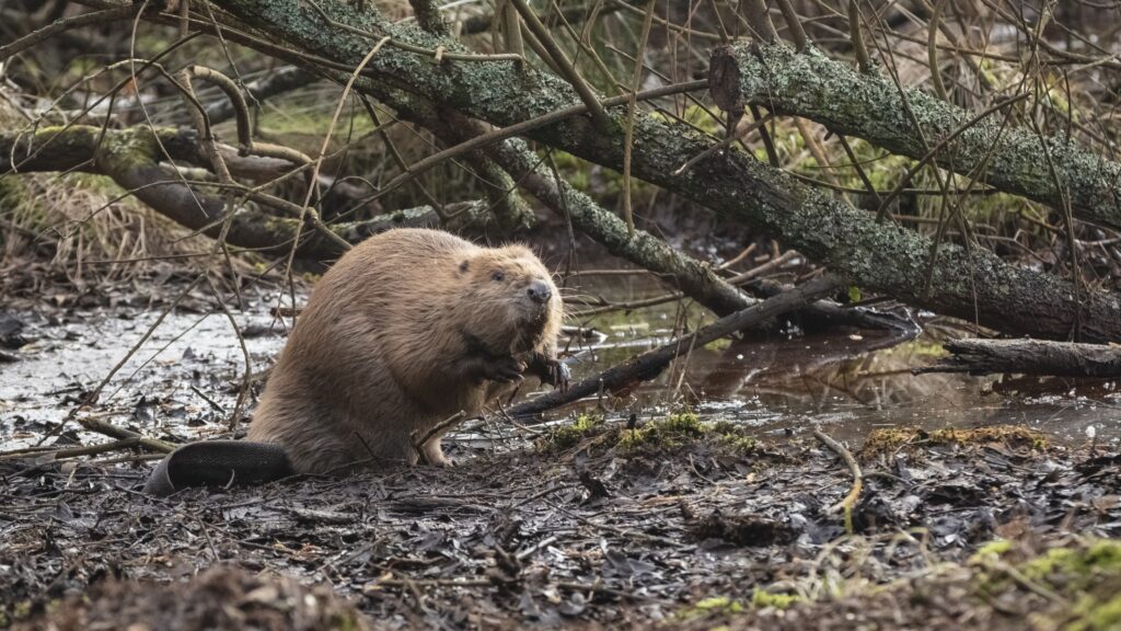 Purbeck Beaver Project update – March 2026
