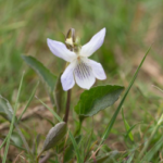 Bioblitz Purbeck Heaths NNR