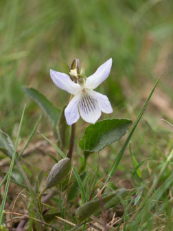 Bioblitz Purbeck Heaths NNR