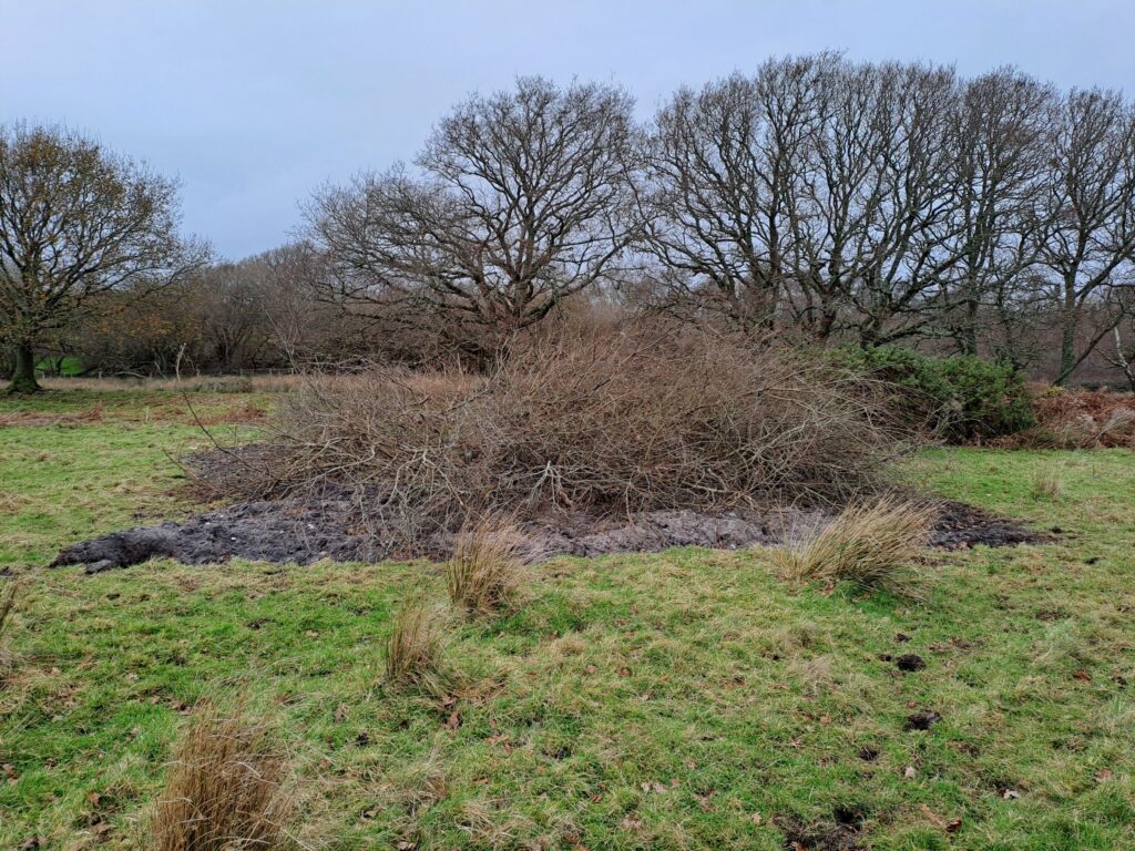 Wood Pasture Creation Across the Purbeck Heaths
