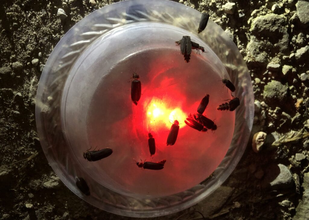 Shining a light on Glow-worm recovery across the Purbecks