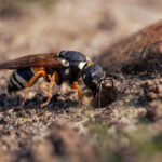 Bare ground Survey - Rempstone (2)