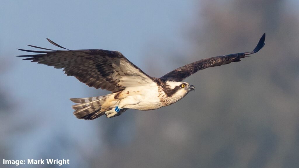 An Osprey admirer’s year