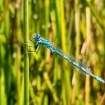 Southern Damselfly, Odonata & Pond Survey - Hartland Moor