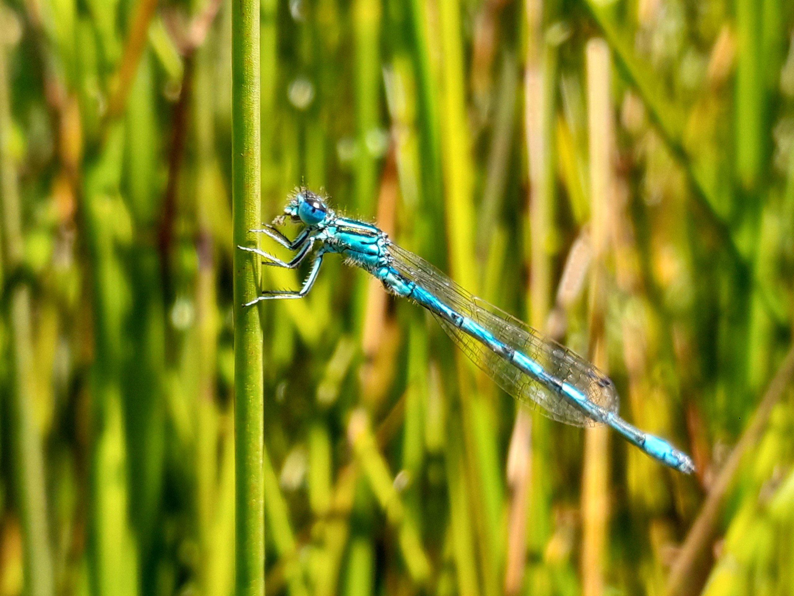 Southern Damselfly, Odonata & Pond Survey - Hartland Moor